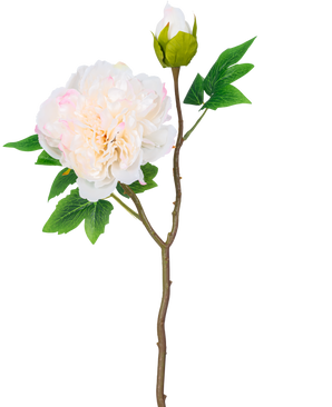 En enkelt stilk af kunstig blomsterpæon 50 cm hvid har en stor, hvid pæonblomst i fuldt flor, en lukket knop og grønne blade mod en almindelig hvid baggrund.