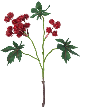 Den kunstige gren Ricinus 43 cm vinrød har en gren af en ricinusolieplante med spidse vinrøde frøstande og store, grønne, stjerneformede blade på en hvid baggrund.