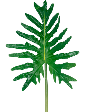 Artificial Leaf Philodendron 90cm har ét stort grønt flækket blad med dybe flige og en lang stilk, mod en almindelig hvid baggrund.