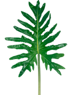 Artificial Leaf Philodendron 90cm har ét stort grønt flækket blad med dybe flige og en lang stilk, mod en almindelig hvid baggrund.