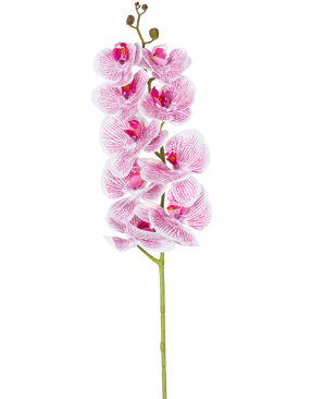 Artificial Orchid Real Touch Deluxe 105 cm i fuchsia/hvid har en enkelt stilk med flere blomster, med naturtro lyserøde årede kronblade, der danner en slående dekorativ accent mod en almindelig hvid baggrund.