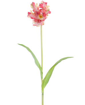 En Kunstig Blomst Fransk Parakit Tulipan 76 cm i rød/gul med flæser på kronbladene, en lang grøn stilk og to aflange grønne blade, mod hvid baggrund.