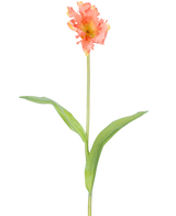 En enkelt kunstig blomst fransk parakit tulipan 76 cm koral med flæser af lyserøde og gule kronblade og to lange grønne blade på en lang stilk, mod en almindelig hvid baggrund.