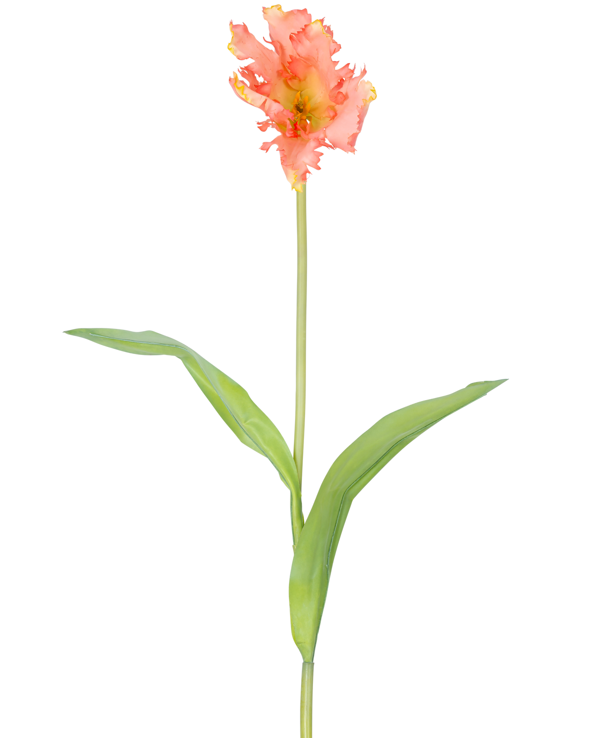 En enkelt kunstig blomst fransk parakit tulipan 76 cm koral med flæser af lyserøde og gule kronblade og to lange grønne blade på en lang stilk, mod en almindelig hvid baggrund.