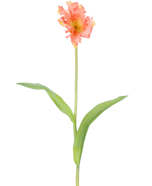 En enkelt kunstig blomst fransk parakit tulipan 76 cm koral med flæser af lyserøde og gule kronblade og to lange grønne blade på en lang stilk, mod en almindelig hvid baggrund.