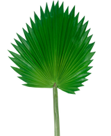 The Artificial Leaf Washingtonia 83cm er et stort, grønt kunstigt viftepalmeblad med en lang stilk, afbildet mod en almindelig hvid baggrund.