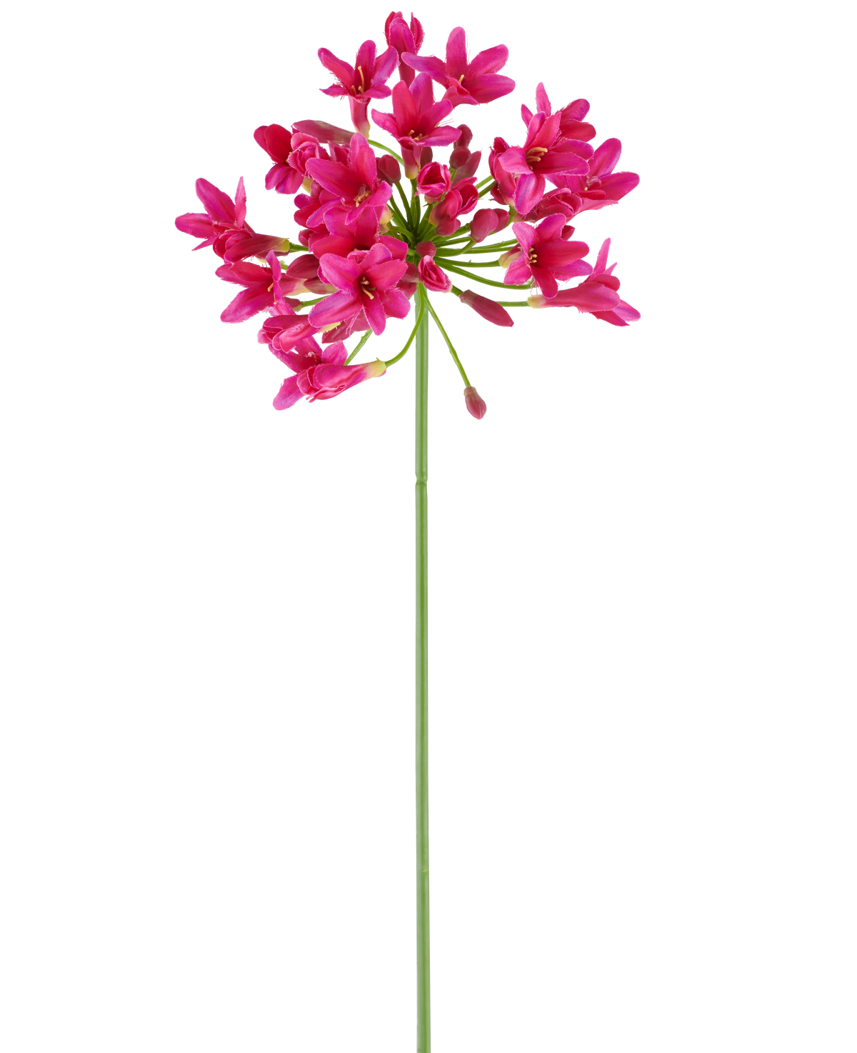 En enkelt, lang grøn stilk af den kunstige blomst Agapanthus 75 fuchsia bærer en klynge af levende lyserøde blomster øverst, der stikker ud mod en almindelig hvid baggrund.