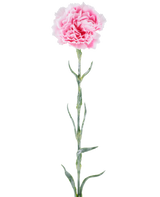 Kunstig blomst: 68 cm nelliker, lyserød, med pjuskede lyserøde kronblade på en lang grøn stilk, isoleret mod en hvid baggrund.