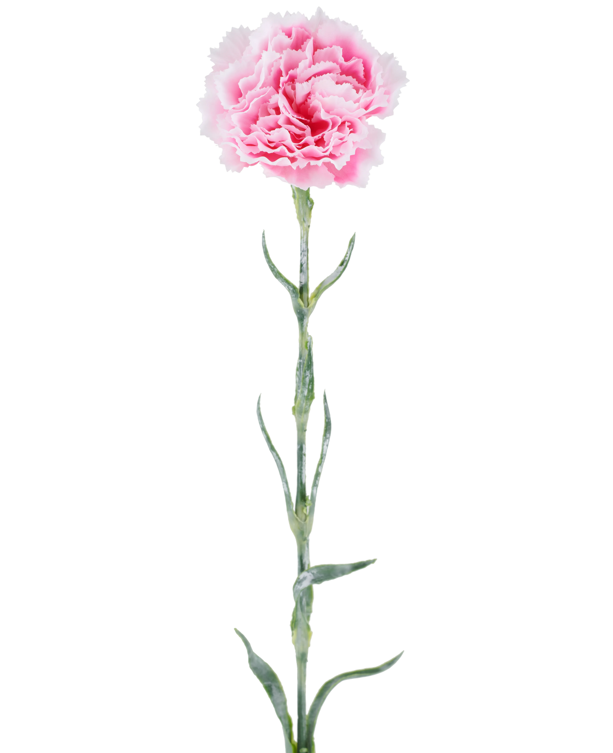 Kunstig blomst: 68 cm nelliker, lyserød, med pjuskede lyserøde kronblade på en lang grøn stilk, isoleret mod en hvid baggrund.