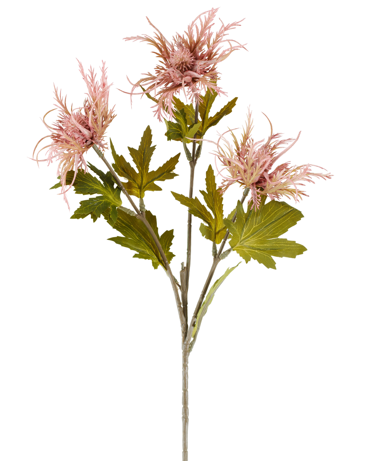 En enkelt stilk af kunstig blomst Armeria maritima, 67 cm gammel pink, med flere grønne blade og tre spidse, gamle pink blomster, afbildet mod en almindelig hvid baggrund.