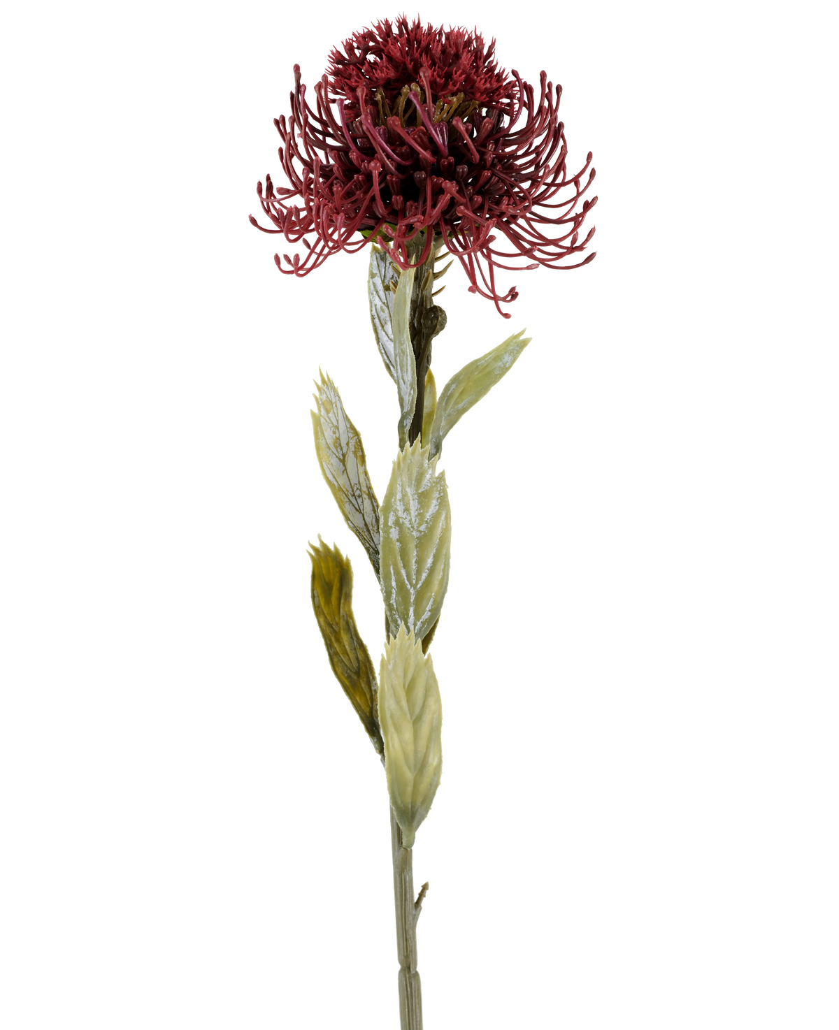 En enkelt Artificial Protea-blomst på 60 cm i bordeaux har en mørkerød, spids blomst med grønne blade, fotograferet mod en hvid baggrund.