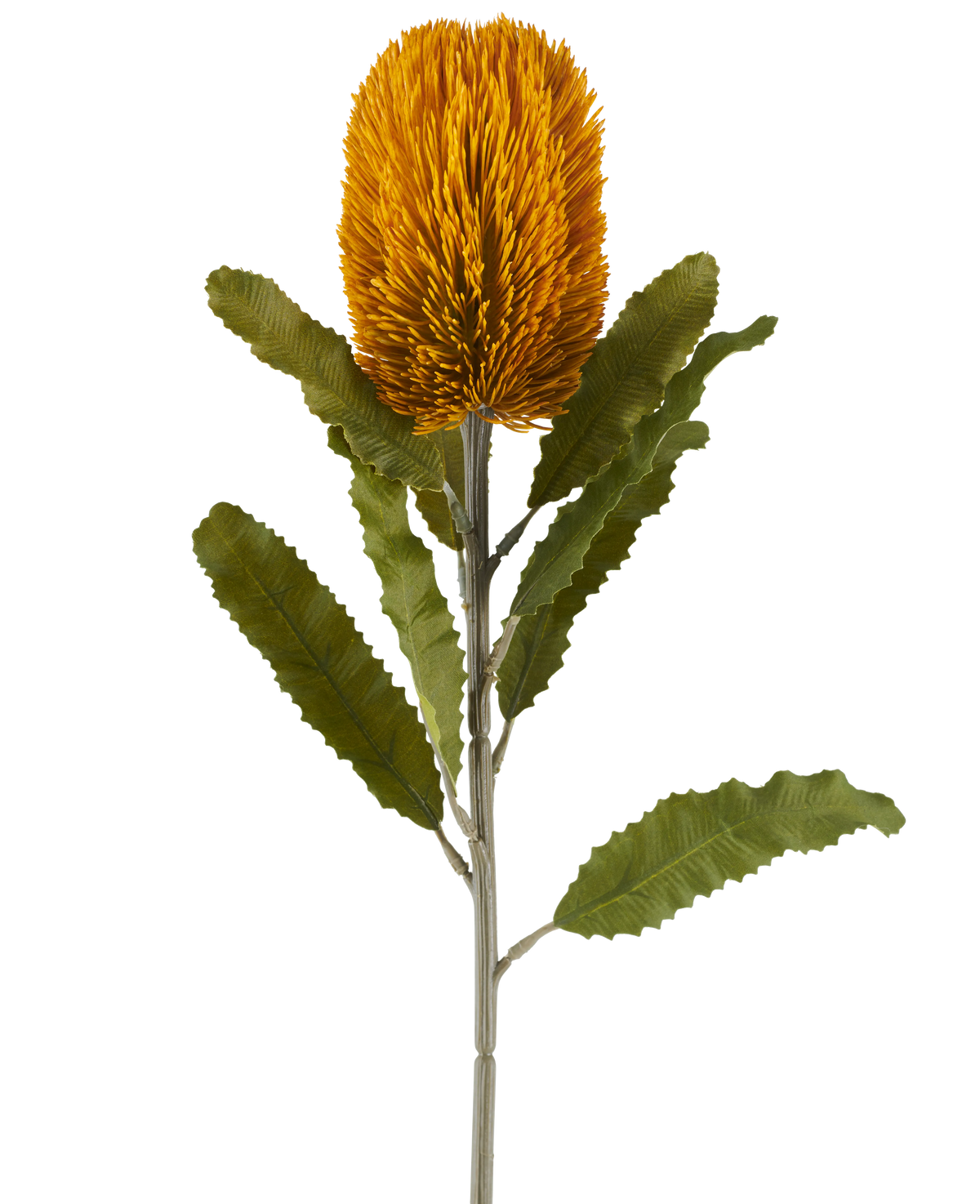 En enkelt kunstig Banksia-blomst i sennepsfarve, 65 cm høj, med cylindrisk form og takkede grønne blade på en lang stilk, isoleret mod en hvid baggrund.