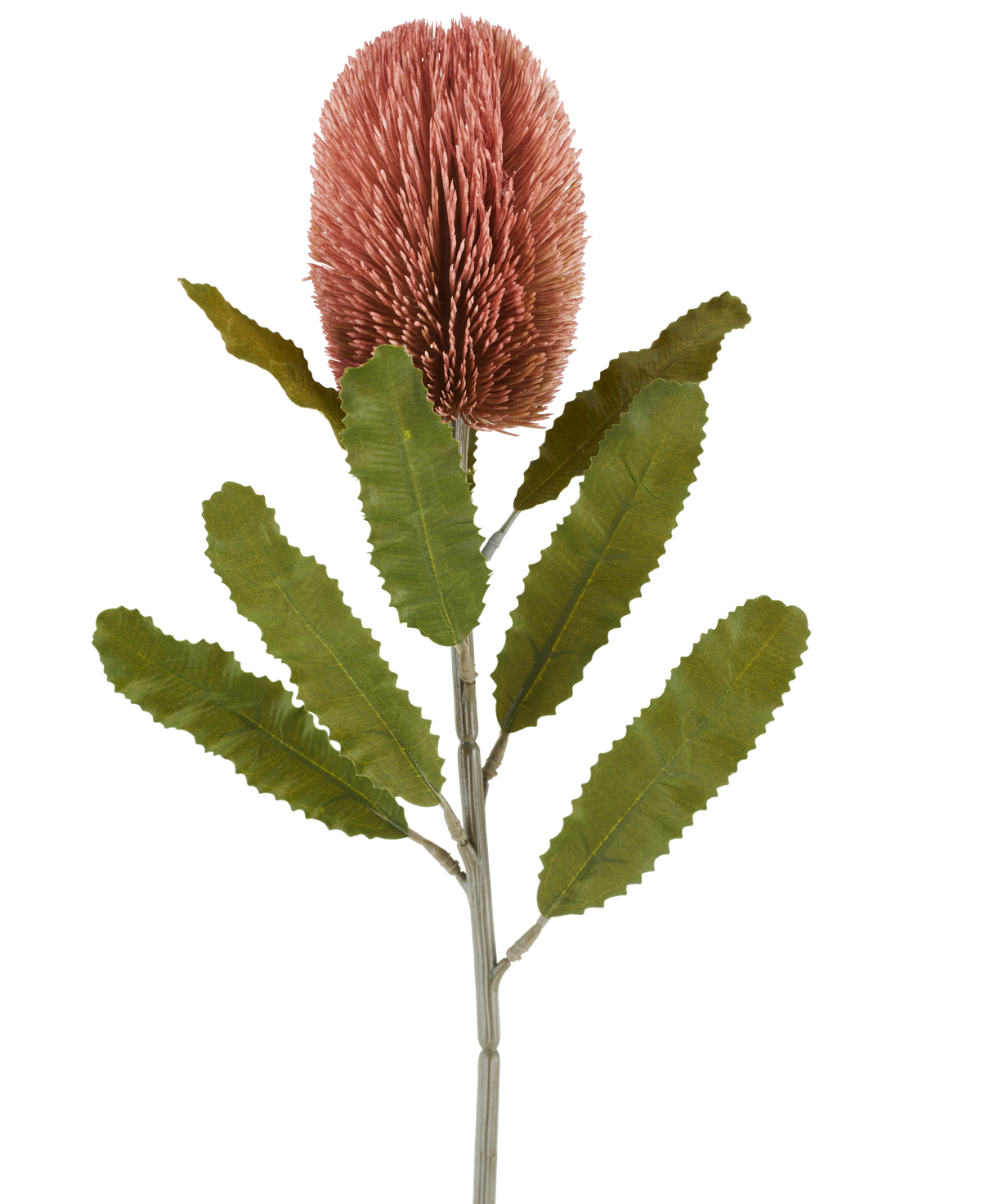 En enkelt stilk af den kunstige blomst Banksia 65 cm gammel pink har en stor, lyserød, cylindrisk blomst og lange, takkede grønne blade, der skiller sig ud mod en hvid baggrund.