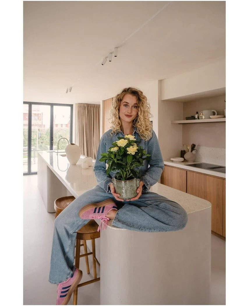 En kvinde med krøllet blond hår, iført denimtøj og lyserøde sneakers, sidder overskrævs på en køkkenø i et moderne, solbelyst køkken og holder den Artificial Gardenia UV 39 cm-plante i hænderne.