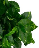 Hjerteformede grønne blade med gullige markeringer på Art Hanging Gold Vine 60 cm UV pothos-planten, afbilledet mod en almindelig hvid baggrund.
