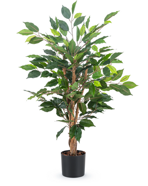 Den kunstige plante Ficus Green 90 cm har flere brune stængler og frodige grønne blade i en enkel sort potte - ideel som stilfuld kontorplante.
