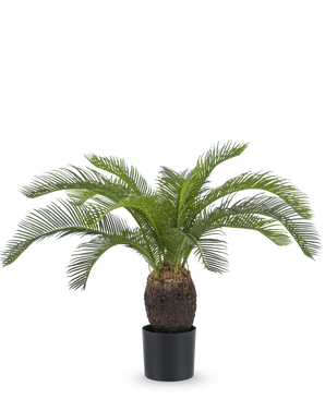 Den kunstige plante Baby Cycas Palm 60 cm har lange, buede grønne blade og en tyk, struktureret brun stamme, præsenteret i en potte mod en almindelig hvid baggrund.