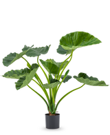 Den kunstige plante Alocasia Calioora 80 cm har store grønne blade og robuste stængler. Denne naturtro kunstige plante er perfekt som en stilfuld tilføjelse til ethvert interiør og ser smuk ud på en hvid baggrund.