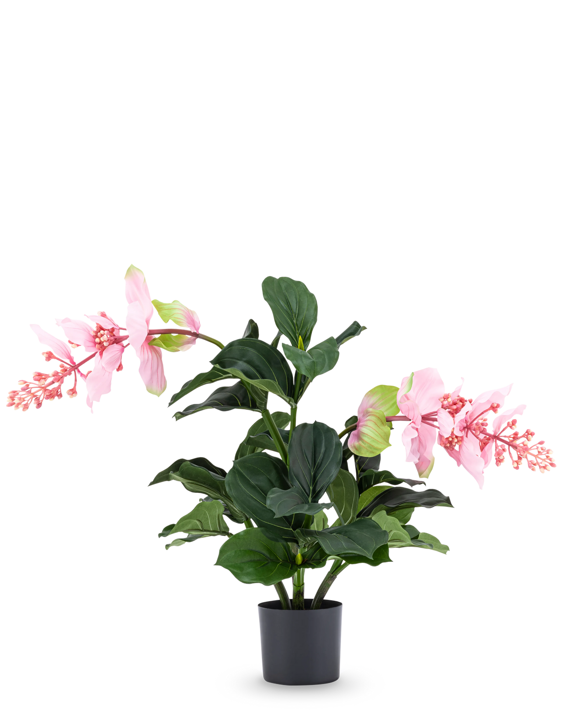 Den kunstige plante Medinilla 60 cm har store, mørkegrønne blade og to høje stængler med lyserøde blomsterklaser, der ligner hibiscus og står på en almindelig hvid baggrund.