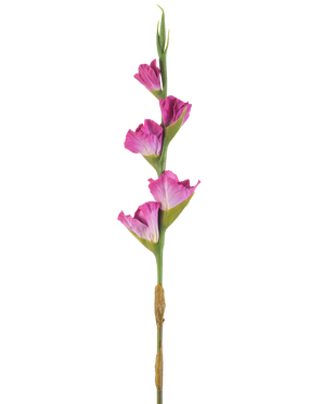 En enkelt stilk af Artificial Flower Gladiolus 83 cm fuchsia har fire levende lyserøde blomster på en grøn stilk, mod en almindelig hvid baggrund.