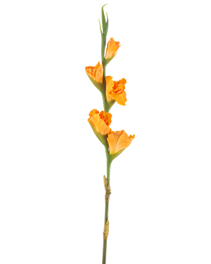 Artificial Flower Gladiolus 83 cm orange har en lang grøn stilk med flere orange gladiolus blomster på en hvid baggrund.