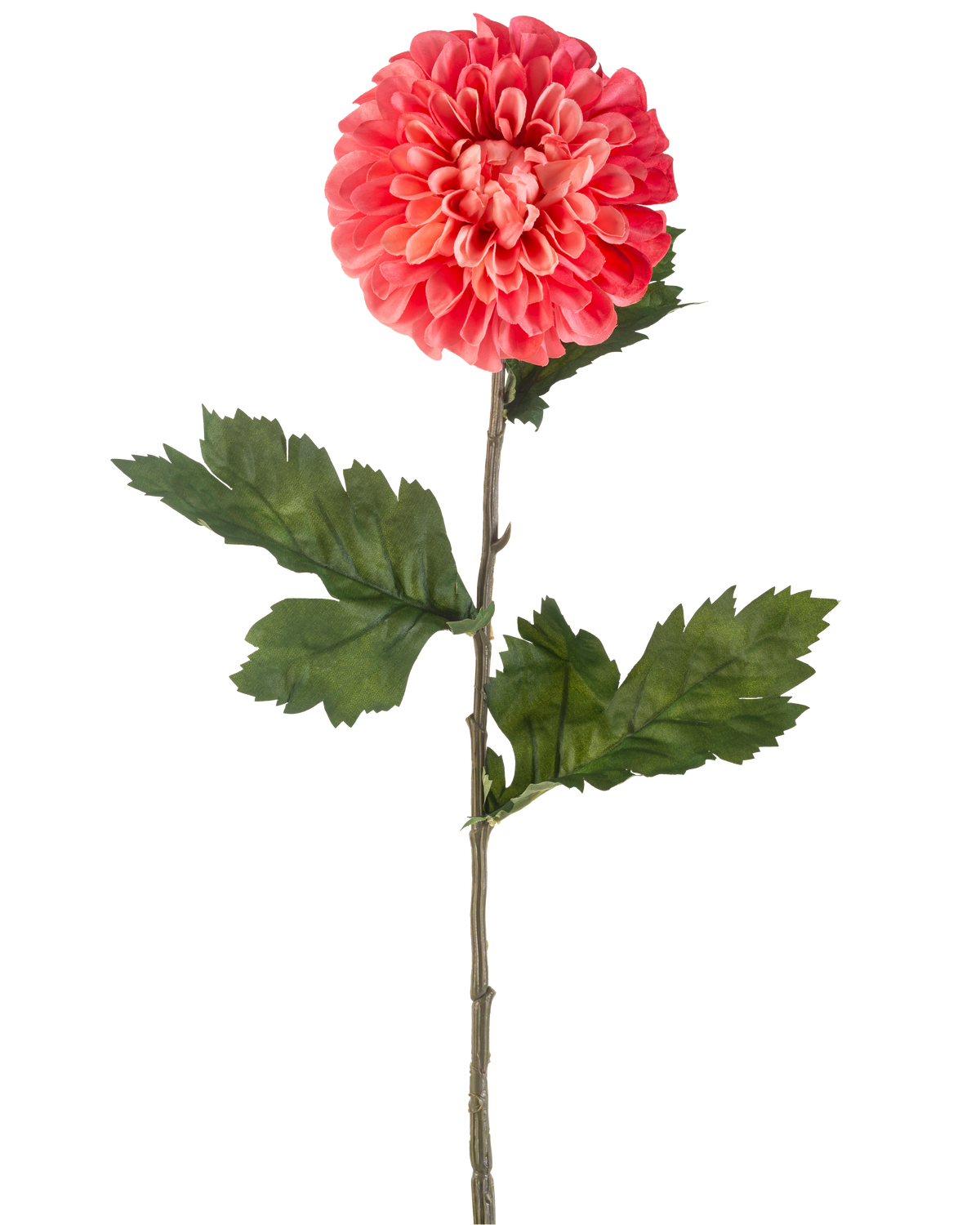 Den kunstige blomst Dahlia 75 cm rød er en enkelt kunstig rød dahlia blomst med lagdelte kronblade og flere grønne blade på en lang grøn stilk, isoleret på en hvid baggrund.