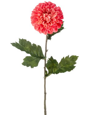 Den kunstige blomst Dahlia 75 cm rød er en enkelt kunstig rød dahlia blomst med lagdelte kronblade og flere grønne blade på en lang grøn stilk, isoleret på en hvid baggrund.