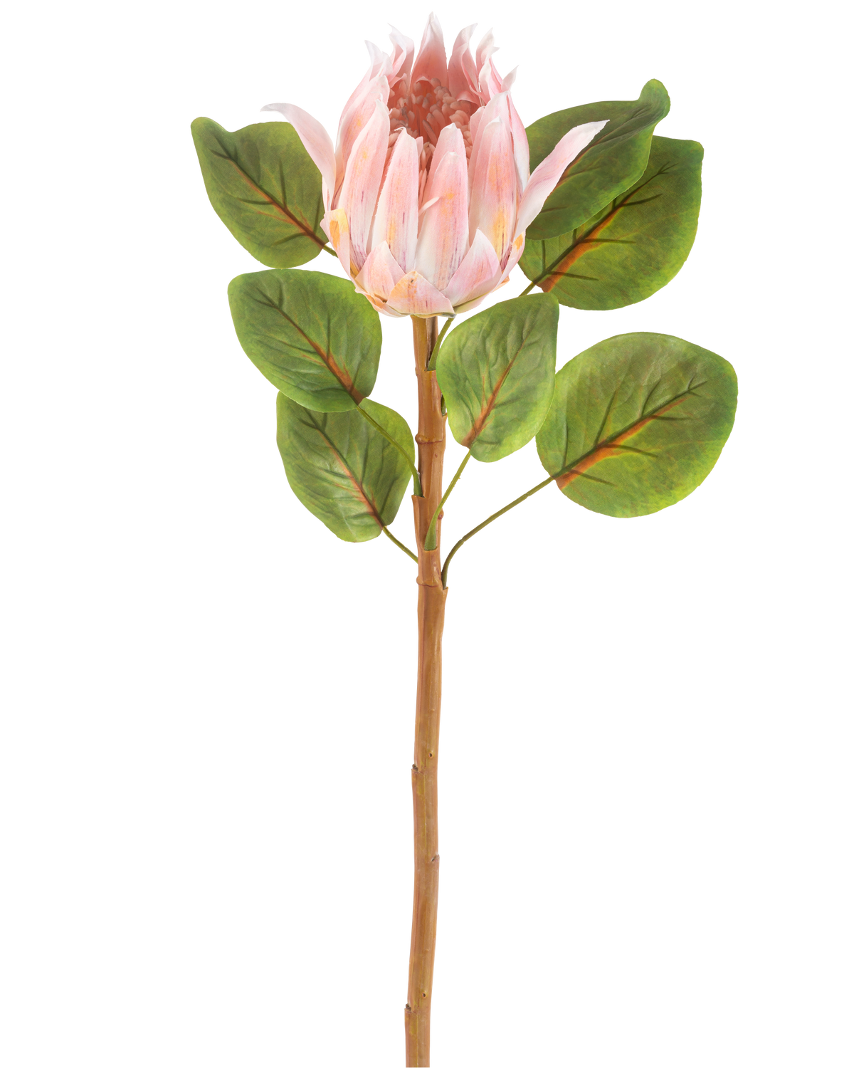 Artificial Flower Protea 65 cm pink er en enkelt kunstig pink protea blomst med store grønne blade og en lang brun stilk, mod en almindelig hvid baggrund.