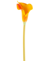 Den kunstige blomst Calla 64 cm orange har en enkelt orange calla lilje med en lang, slank stilk, isoleret på en hvid baggrund.