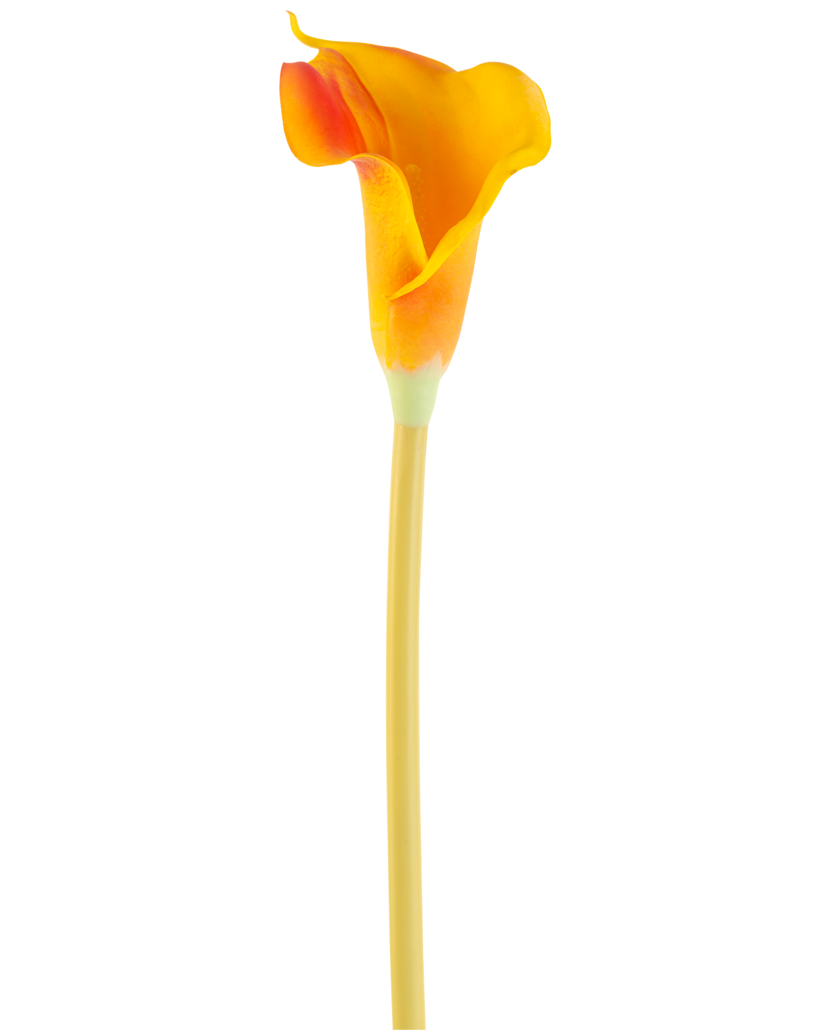 Den kunstige blomst Calla 64 cm orange har en enkelt orange calla lilje med en lang, slank stilk, isoleret på en hvid baggrund.