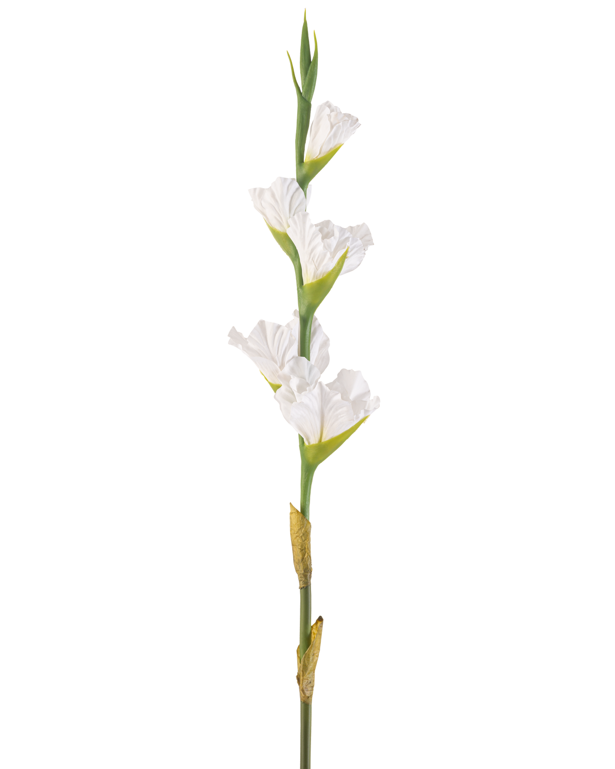 Den kunstige blomst Gladiolus 83 cm hvid er en enkelt kunstig hvid gladiolustængel med flere blomster og grønne knopper, der står oprejst mod en almindelig hvid baggrund.