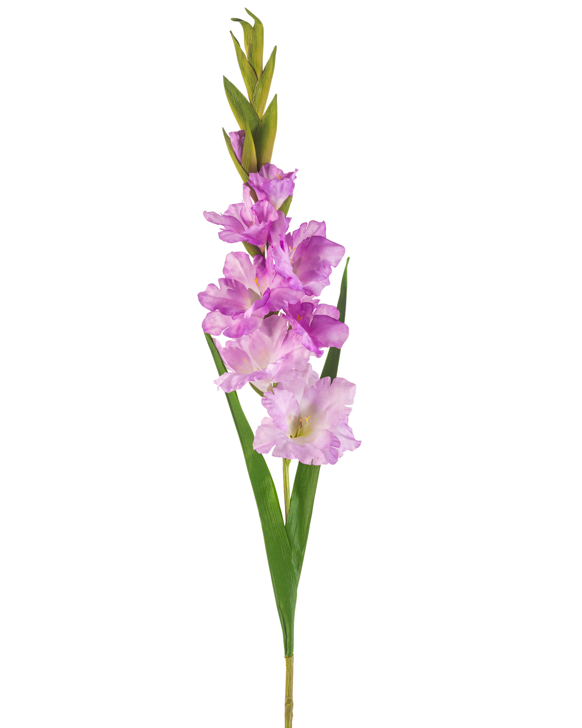 En enkelt kunstig blomst Gladiolus stilk på 93 cm med flere lyserøde og lys lilla blomster med lange grønne blade, isoleret på en hvid baggrund.