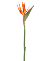 The Artificial Flower Bird of Paradise 99 cm koral er en kunstig blomst med spidse kronblade og en grøn stilk, afbildet på en hvid baggrund.