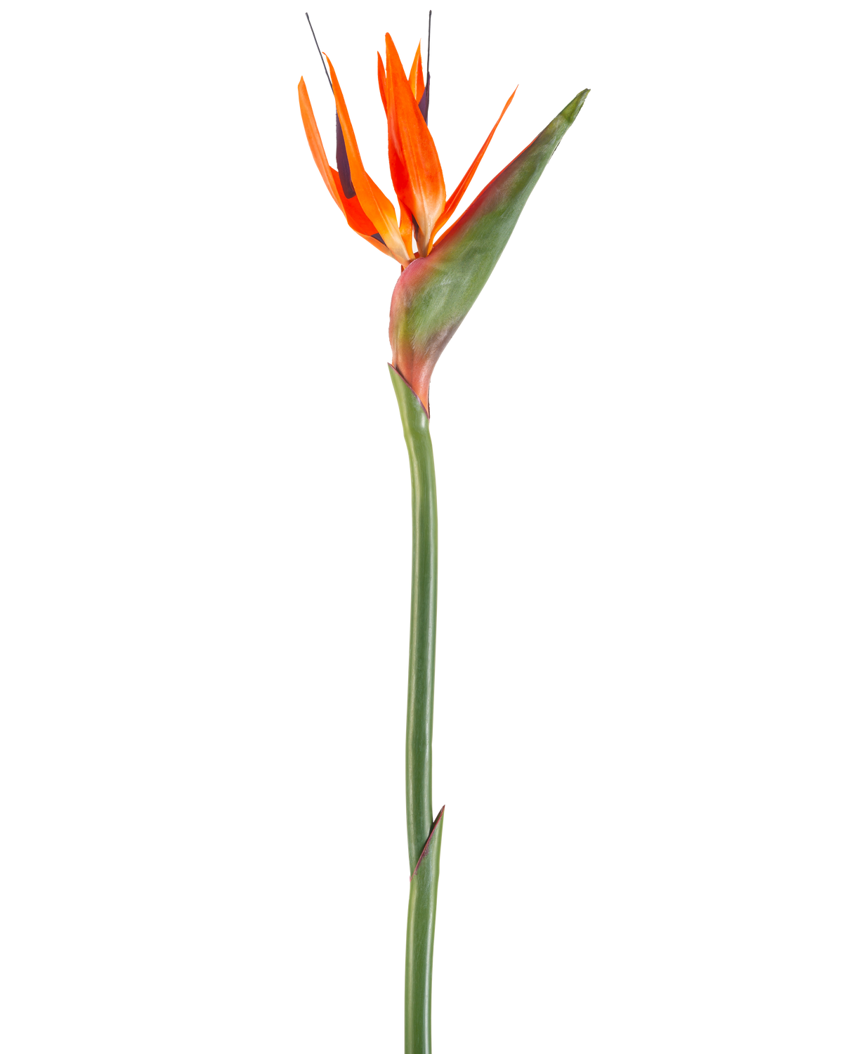 The Artificial Flower Bird of Paradise 99 cm koral er en kunstig blomst med spidse kronblade og en grøn stilk, afbildet på en hvid baggrund.