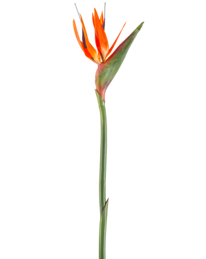 The Artificial Flower Bird of Paradise 99 cm koral er en kunstig blomst med spidse kronblade og en grøn stilk, afbildet på en hvid baggrund.