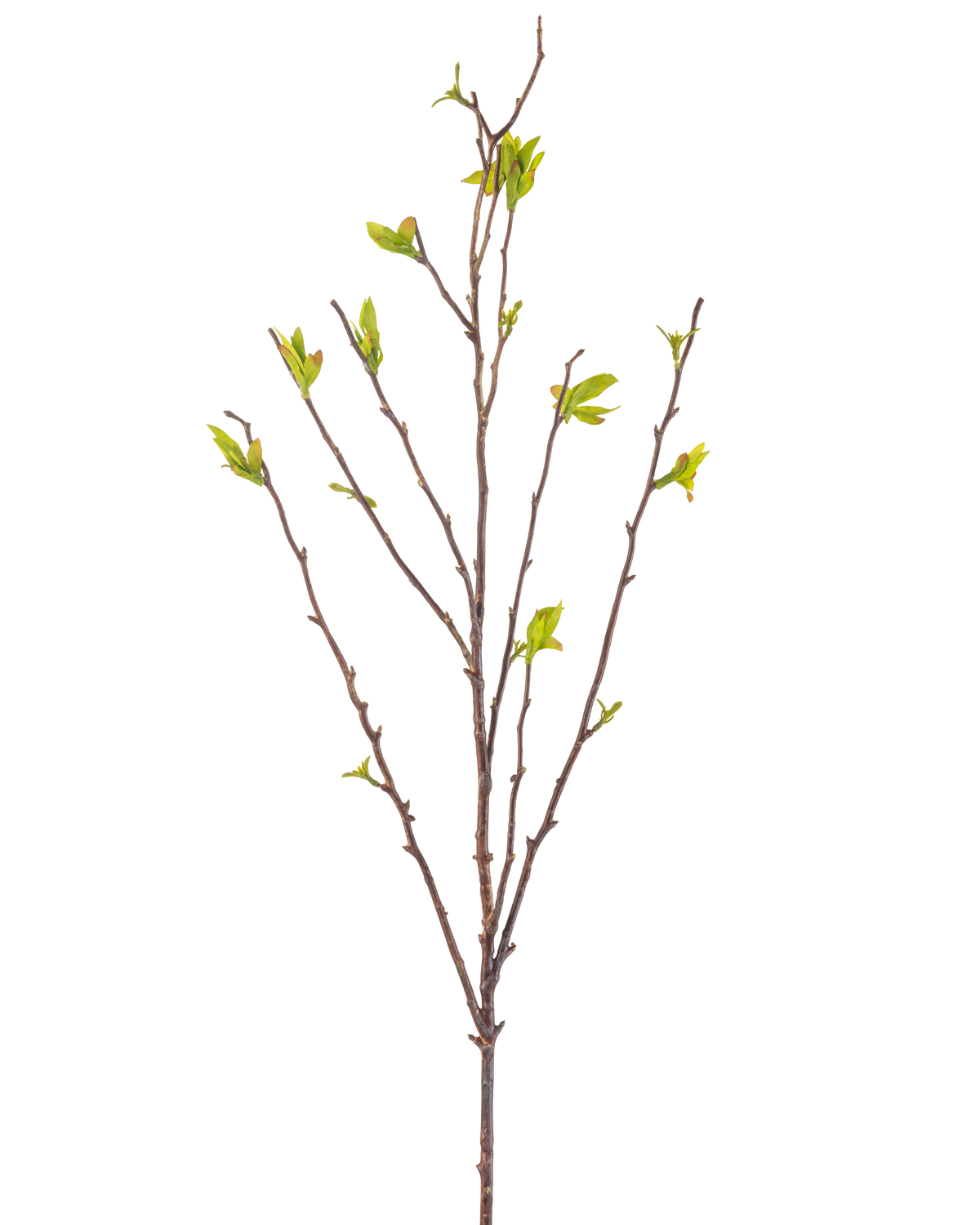 Den kunstige blomst Winterzoet 81 cm grøn er en kunstig gren med tynde brune stængler og små grønne blade mod en hvid baggrund.
