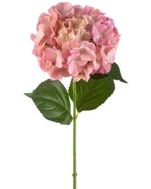 Artificial Flower Hydrangea 75 cm pink har en enkelt pink hortensia-blomst med fine kronblade og to store grønne blade på en lang grøn stilk, mod en hvid baggrund.