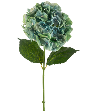 Den kunstige blomsterhortensia 75 cm påfugleblå har en enkelt blå kunstig hortensia med runde klaser af kronblade og to store grønne blade på en lang stilk, isoleret på en hvid baggrund.