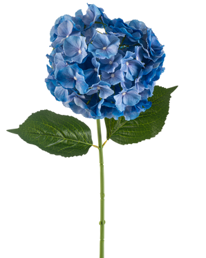 Den kunstige blomsterhortensia 75 cm blå har en enkelt blå hortensia-stængel med en rund klynge kronblade og to store grønne blade på en almindelig hvid baggrund.