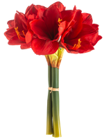 Den kunstige blomst Amaryllis Real Touch rød 36 cm har livlige røde amaryllisblomster med grønne stængler, bundet sammen med et elastikbånd, mod en almindelig hvid baggrund.