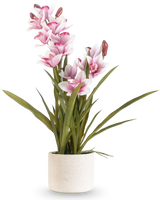 Artificial Cymbidium Real Touch 60 cm pink har lange grønne blade og flere lyserøde og hvide orkideer på lange stængler, arrangeret i en simpel råhvid tekstureret potte mod en almindelig baggrund.