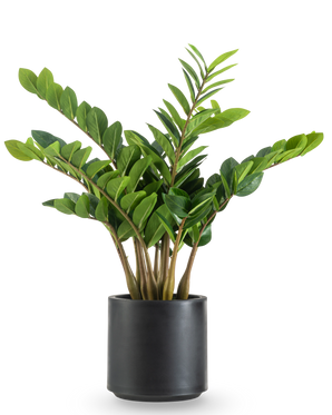 Kunstplanten Zamioculcas færdiglavet i sort potte 80 cm har tykke, opretstående stængler og blanke, mørkegrønne blade i en rund, matsort plantekasse mod hvid baggrund.