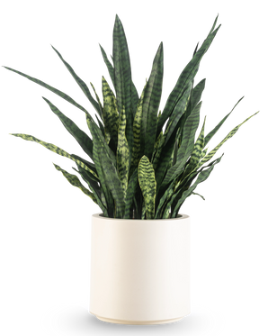 En kunstig Sansevieria Zeylanica, 43 cm høj med lange brogede blade, kommer i en beige potte og er afbildet på en almindelig hvid baggrund.
