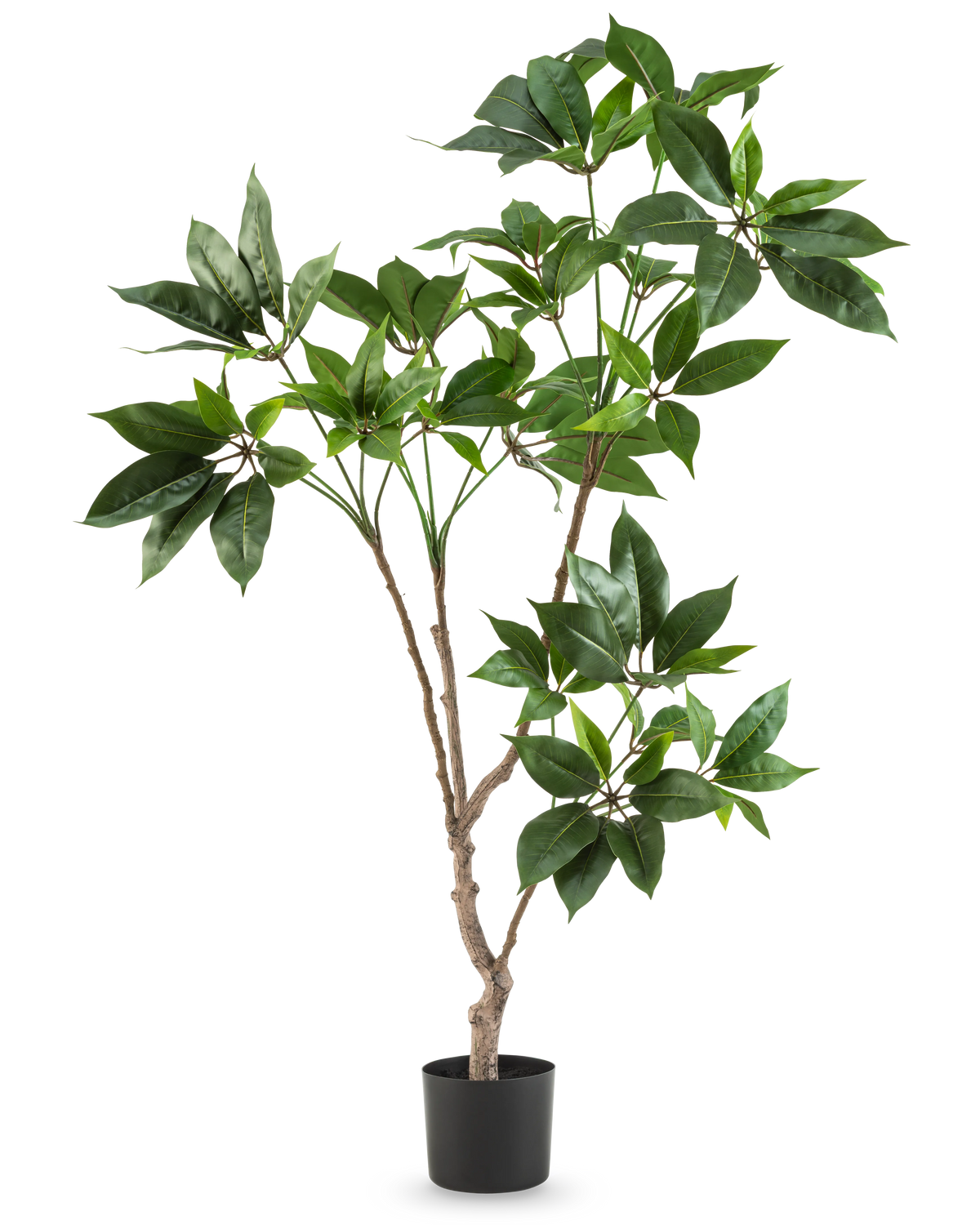 Den Artificial Schefflera 120 cm-plante har flere slanke brune stængler med klaser af store, blanke grønne blade i en lille sort potte, mod en almindelig hvid baggrund.