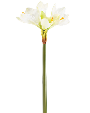 Den Kunstige Blomst Amaryllis Real Touch hvid 66 cm har en høj grøn stilk med en række store hvide Amaryllis blomster i toppen, mod en almindelig hvid baggrund.