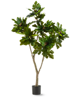 Kunstplanten Ficus Carica Figentræ 180 cm er en kunstig plante i potte med brede, blanke grønne blade og små brune frugter, der ligner et figentræ, mod hvid baggrund.