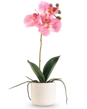 Artificial Orchid Real Touch 30 cm pink har flere lyserøde blomster og knopper på en lang stilk med brede grønne blade og synlige rødder, alt sammen arrangeret i en enkel hvid struktureret potte mod en almindelig hvid baggrund.