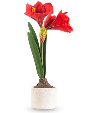 Den kunstige blomst Amaryllis Real Touch rød 48 cm har to store røde blomster og lange grønne blade, præsenteret i en enkel potte med hvid tekstur mod en almindelig lys baggrund.