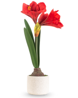 Den kunstige blomst Amaryllis Real Touch rød 48 cm har to store røde blomster og lange grønne blade, præsenteret i en enkel potte med hvid tekstur mod en almindelig lys baggrund.