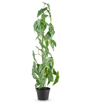 Den kunstige plante Begonia Maculata 90 cm grøn står højt med plettede hvide og grønne blade i en lille sort potte, mod en almindelig hvid baggrund.
